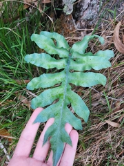 Phlebodium aureum