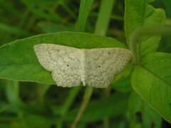 Scopula corrivalaria