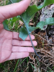 Phlebodium aureum