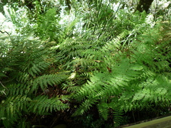 Calochlaena dubia