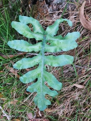 Phlebodium aureum