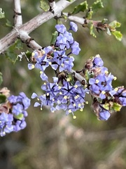 Ceanothus sonomensis
