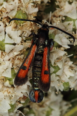 Chamaesphecia chalciformis