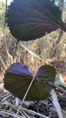 Packera coahuilensis