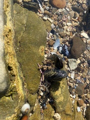 Mytilus californianus