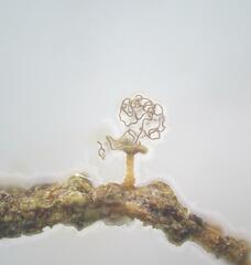 Arcyria pausiaca