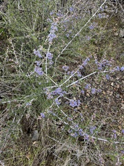 Ceanothus sonomensis