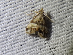 Neodavisia melusina