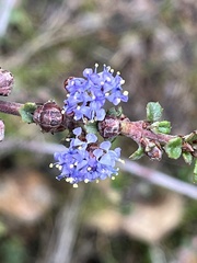 Ceanothus sonomensis