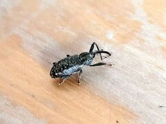 Dorytomus longimanus