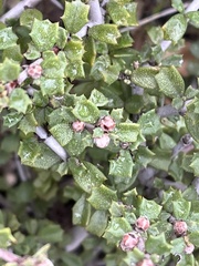 Ceanothus sonomensis