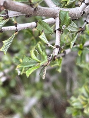 Ceanothus sonomensis
