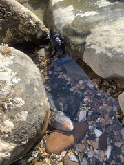 Mytilus californianus