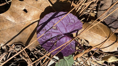 Packera coahuilensis