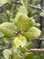 Quercus wislizeni