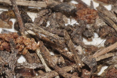 Empicoris mediterraneus