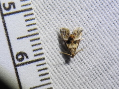 Neodavisia melusina