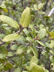 Quercus wislizeni