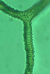 Arcyria pausiaca