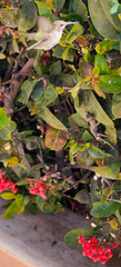Calypte costae