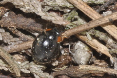 Parexochomus nigromaculatus