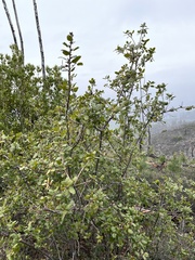 Quercus wislizeni