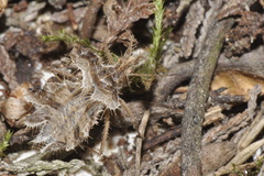 Phyllomorpha laciniata