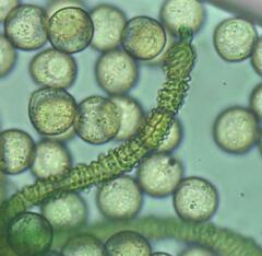 Arcyria pausiaca