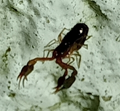 Neobisium