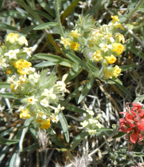 Oreocarya confertiflora