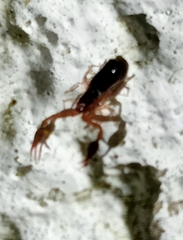 Neobisium