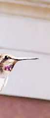 Calypte costae