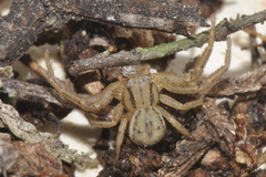 Xysticus erraticus