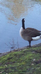 Branta canadensis