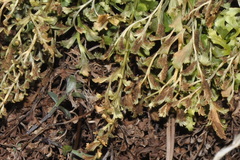 Asplenium cuneifolium