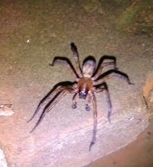 Amaurobius