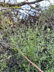 Galium porrigens