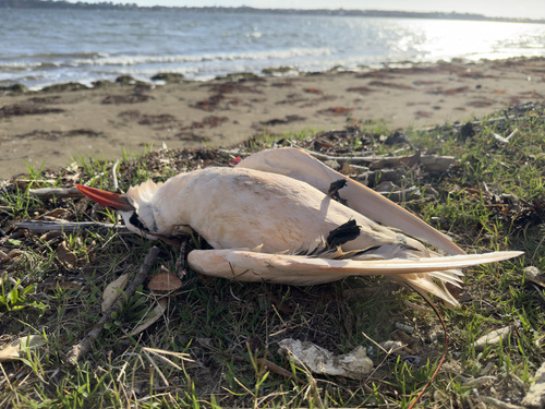 Red-tailed Tropicbird (Phaethon rubricauda)