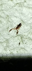 Neobisium