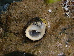 Nerita chamaeleon
