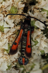 Chamaesphecia chalciformis