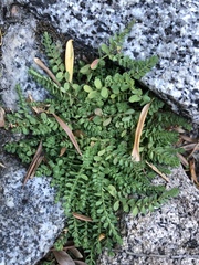 Hypericum anagalloides