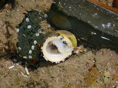 Nerita chamaeleon