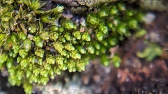 Bryum barnesii