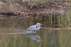 Ardea herodias