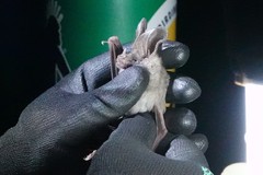 Macrotus californicus