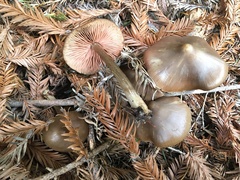 Entoloma vernum