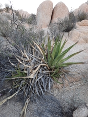 Agave cerulata