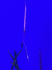 Centriscus scutatus