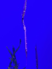 Centriscus scutatus